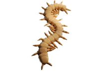 Flexi-Mech Creepy Centipede Articulated 3d Printed Life-Size Insedr Toy