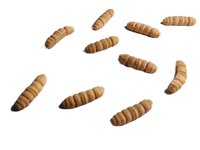 Fleximech Gross Maggots Set Of 10 Articulated Fidget Toy Insects Choose Color