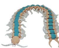 Exclusive3d Florida Blue Centipede Fully Articulated 17" Insect Fidget Toy