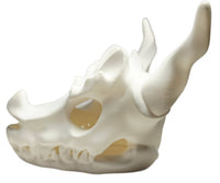 FlexiMech Dragon Skull Tealight Lamp 4.75"Tall Sculpture Bone White Tealight Cover