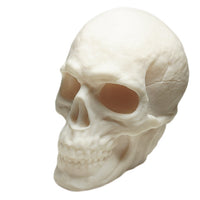 FlexiMech Human Skull Anatomically Correct & Detailed 3.5" Tall Replica Prop Statue

