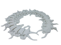 Exclusive3D Apex Diamondback 17" Centipede Articulated 3d Printed Insect Toy
