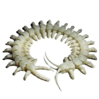 FlexiMech Centipede Worms & Creepy Crawlers Articulated 3d Printed Insects Glow In The Dark Fidget Toy Toy
