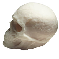 FlexiMech Human Skull Anatomically Correct & Detailed 3.5" Tall Replica Prop Statue
