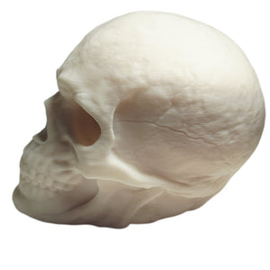 FlexiMech Human Skull Anatomically Correct & Detailed 3.5" Tall Replica Prop Statue