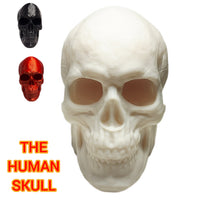 FlexiMech Human Skull Anatomically Correct & Detailed 3.5" Tall Replica Prop Statue