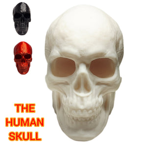 FlexiMech Human Skull Anatomically Correct & Detailed 3.5" Tall Replica Prop Statue