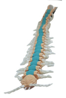 Exclusive3d Florida Blue Centipede Fully Articulated 17" Insect Fidget Toy
