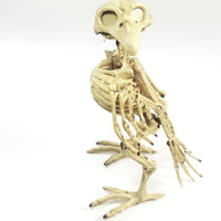 Bone Critters Large Scary Buzzard Skeleton With Articulated Jaws & Wings