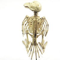 Bone Critters Large Scary Buzzard Skeleton With Articulated Jaws & Wings
